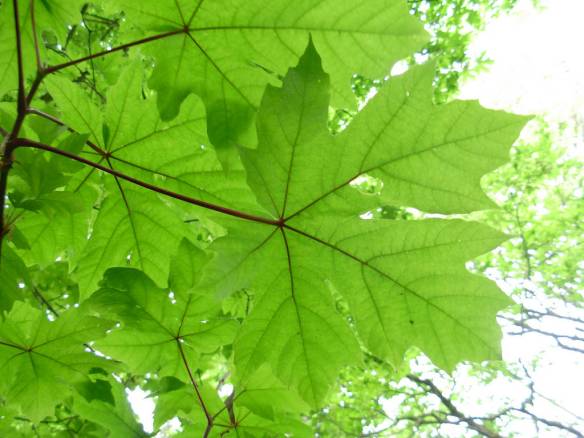 Big-leaf Maple